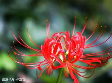 曼珠沙華花語