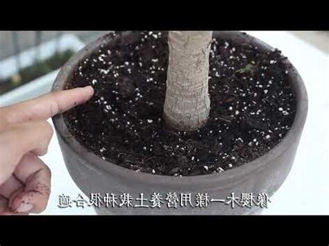 荷蘭鐵風水