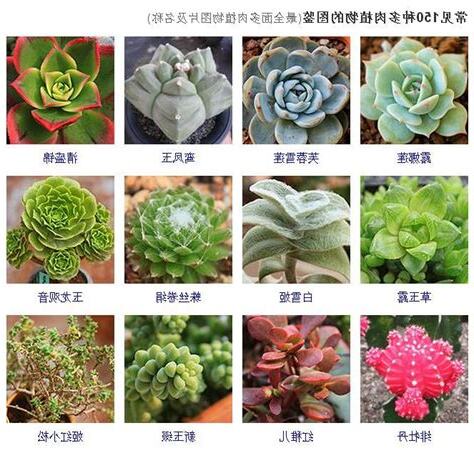 多肉名稱查詢