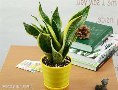 虎皮蘭風水