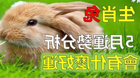 生肖兔性格