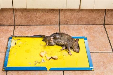 家裡有老鼠怎麼處理