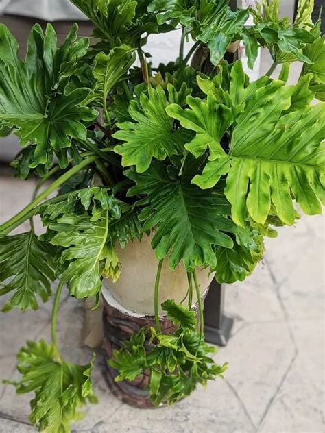 春羽风水