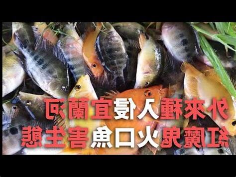 火口魚種類