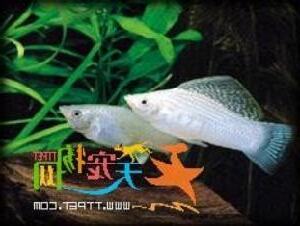 摩利魚