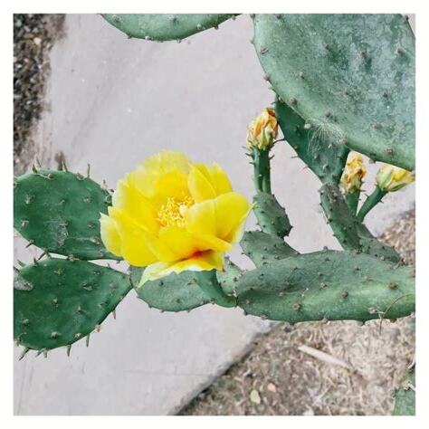 仙人掌開花時間