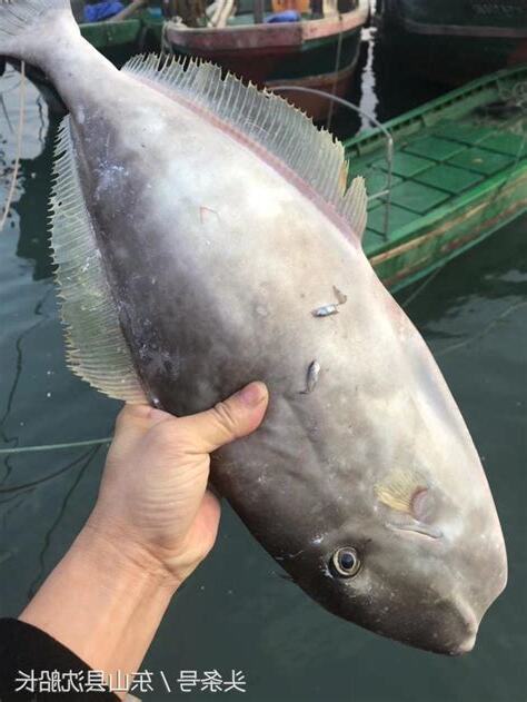 耗子魚