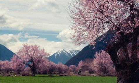 泛水桃花