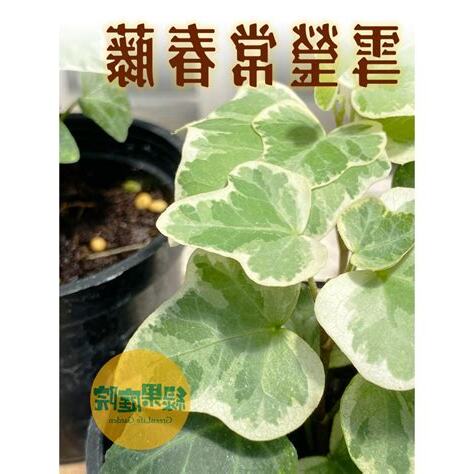 常春藤植物照顧
