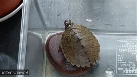 不適合養烏龜的生肖