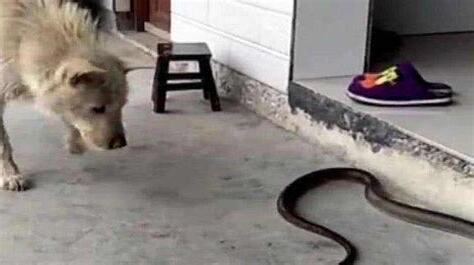 蛇跑進家裡怎麼辦