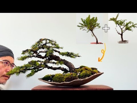 雲杉
