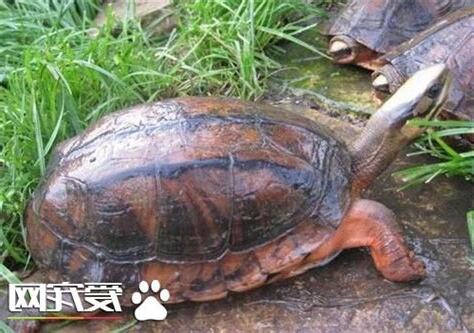 烏龜要養單數還是雙數