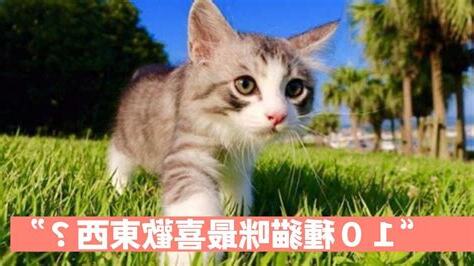 貓咪喜歡的東西