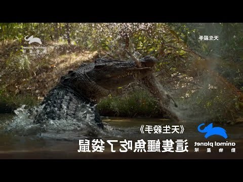 看見死老鼠