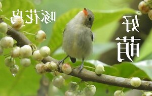 鸟啄窗户