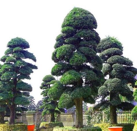 寅申沖