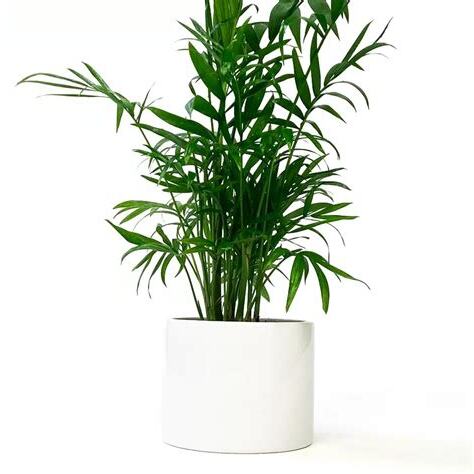 適合辦公室的盆栽