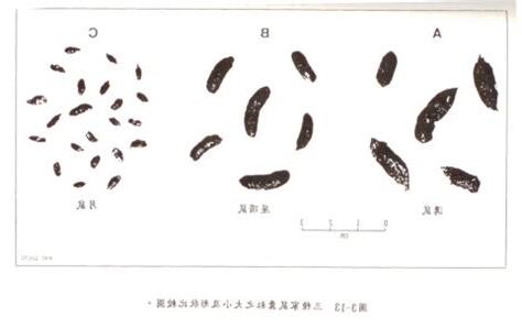 老鼠粪便