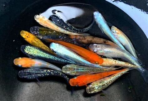 養什麼魚