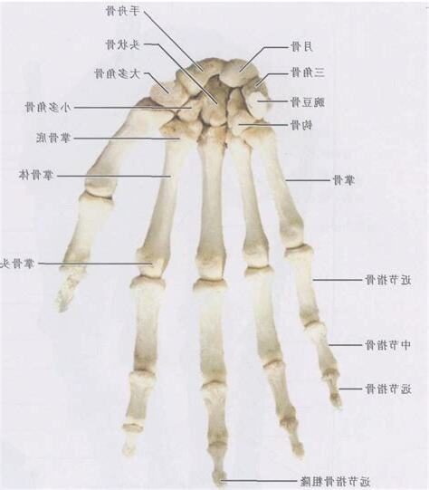 手骨