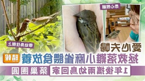 麻雀在家裡築巢