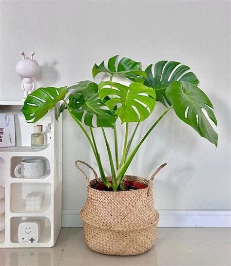 睡房可以放植物嗎