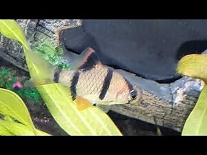 四間魚打架