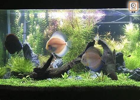 養魚吉數