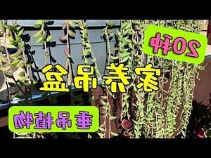 垂吊多肉植物