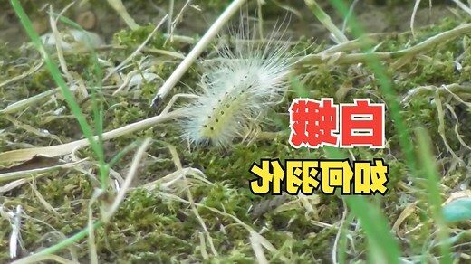 白蛾飞进家里