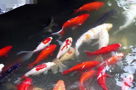 鯉魚要養幾隻