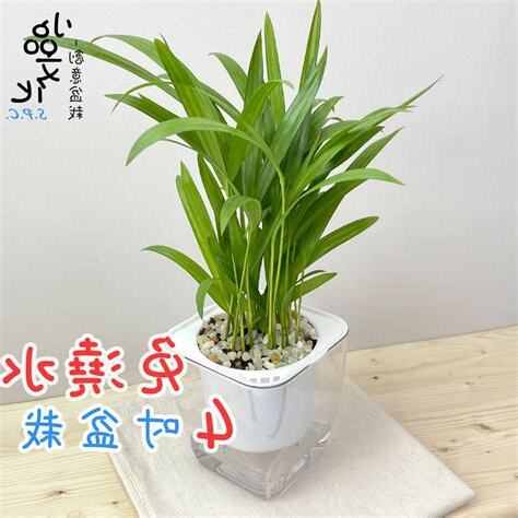 水栽植物