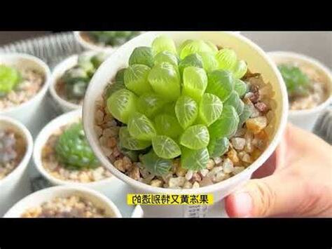 玉露變色