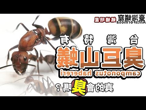 房間莫名其妙有螞蟻