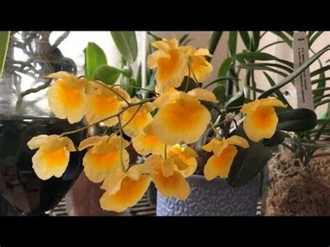 錢幣石斛蘭種植