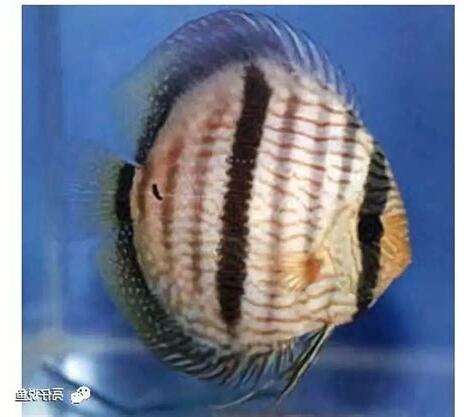 風水七彩神仙魚