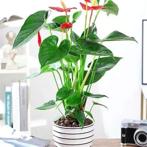 家裡種什麼花好