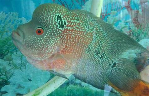 羅漢魚價格