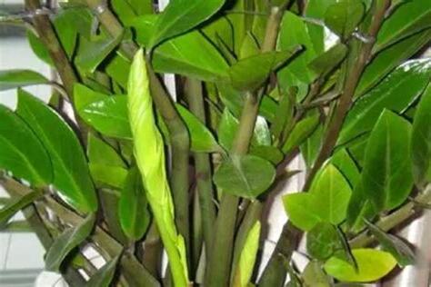 金钱树可以放室外吗