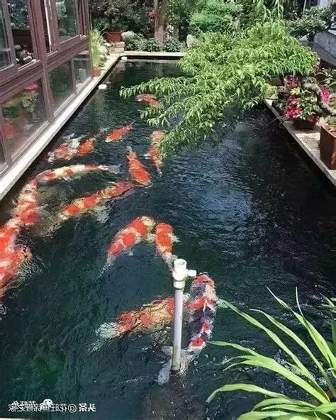 好養魚