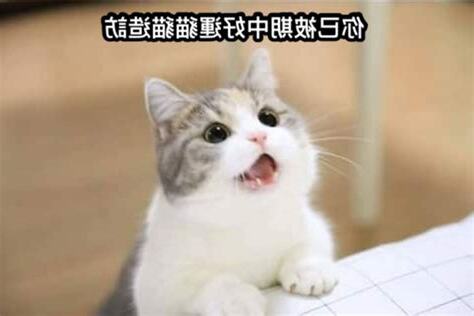 好運動物