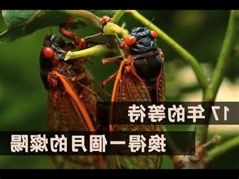 蟬寓意