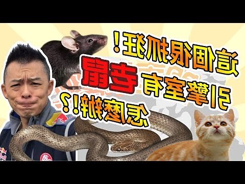 家裡有老鼠屎