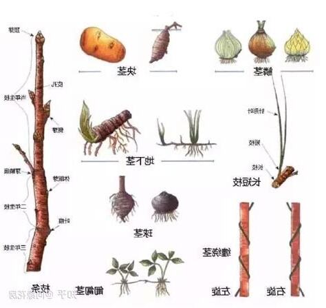 草本莖植物有哪些