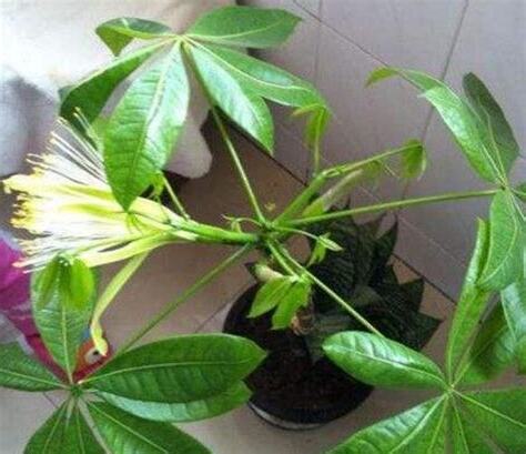 發財樹開花代表什麼
