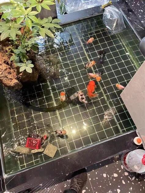 養金魚注意事項