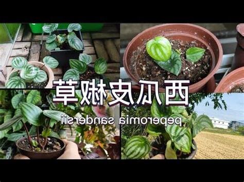 西瓜皮椒草風水