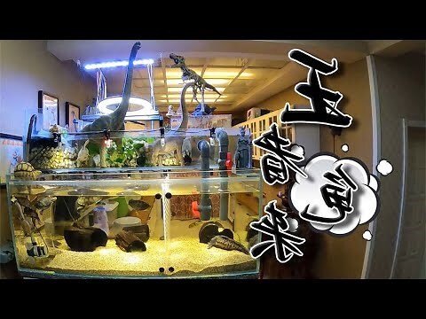 烏龜混養魚