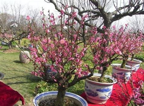 種桃花樹